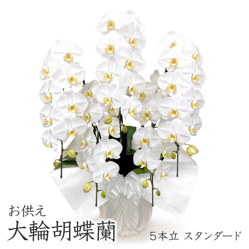 お悔やみ・ご葬儀、法要の弔電に最適なお供えフラワー「大輪胡蝶蘭 ５本立 スタンダード 白」